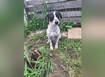 Hund Hündin Jack Russel Tierschutz Bundesweite Vermittlung