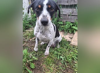 Hund Hündin Jack Russel Tierschutz Bundesweite Vermittlung