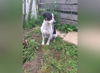 Hund Hündin Jack Russel Tierschutz Bundesweite Vermittlung
