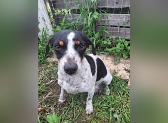 Hund Hündin Jack Russel Tierschutz Bundesweite Vermittlung