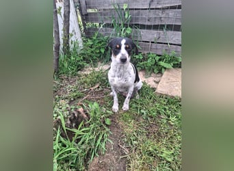 Hund Hündin Jack Russel Tierschutz Bundesweite Vermittlung