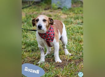 Rozsdi - freundlich, mittelmäßig aktiv