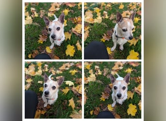 Elly  kleiner lebensfroher Sonnenschein aus 08548