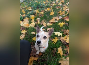 Elly  kleiner lebensfroher Sonnenschein aus 08548