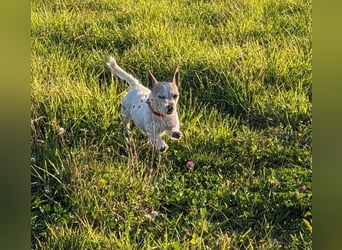 Elly  kleiner lebensfroher Sonnenschein aus 08548