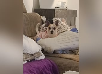 Elly  kleiner lebensfroher Sonnenschein aus 08548