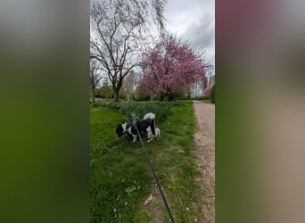 Jack-Russel Fritzi sucht ein neues Zuhause