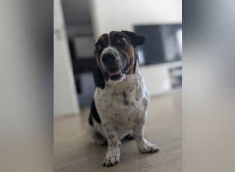 Jack-Russel Fritzi sucht ein neues Zuhause