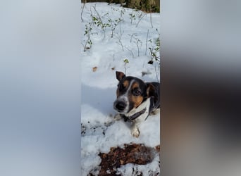 Jack-Russel Fritzi sucht ein neues Zuhause