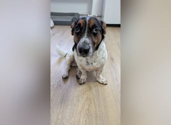 Jack-Russel Fritzi sucht ein neues Zuhause