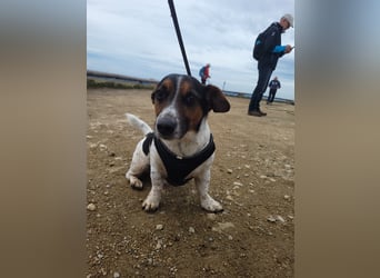 Jack-Russel Fritzi sucht ein neues Zuhause