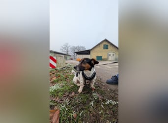 Jack-Russel Fritzi sucht ein neues Zuhause