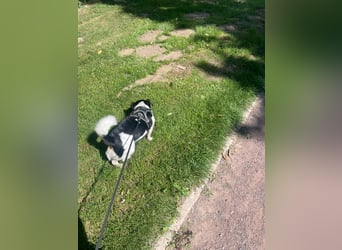 Jack-Russel Fritzi sucht ein neues Zuhause