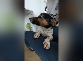 Jack-Russel Fritzi sucht ein neues Zuhause