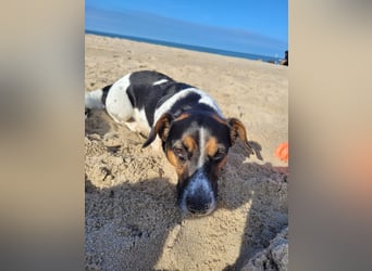Jack-Russel Fritzi sucht ein neues Zuhause