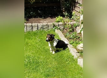 Jack-Russel Fritzi sucht ein neues Zuhause