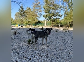 Niko ein Engel auf Erden