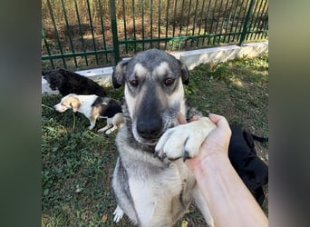 Niko ein Engel auf Erden
