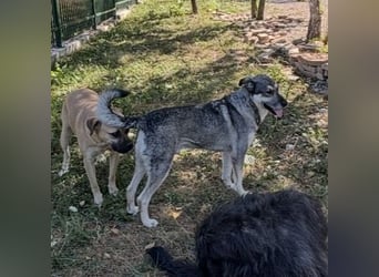 Niko ein Engel auf Erden