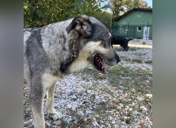 Niko ein Engel auf Erden