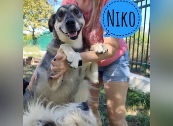Niko ein Engel auf Erden