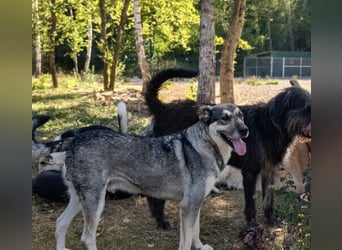 Niko ein Engel auf Erden