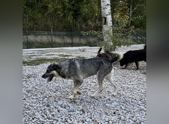 Niko ein Engel auf Erden