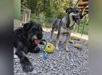 Niko ein Engel auf Erden