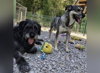 Niko ein Engel auf Erden