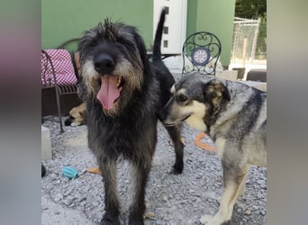 Niko ein Engel auf Erden