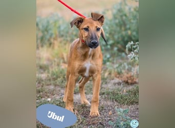Ubul - lebensfroh, neugierig