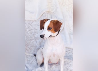 Jessi - Aktive Kuschelmaus sucht Menschen für gemeinsame Abenteuer