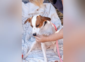 Jessi - Aktive Kuschelmaus sucht Menschen für gemeinsame Abenteuer