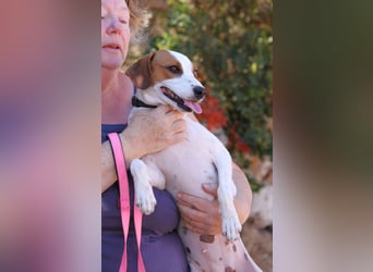 Jessi - Aktive Kuschelmaus sucht Menschen für gemeinsame Abenteuer
