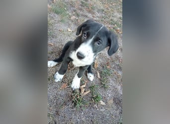 Niedlicher Jack