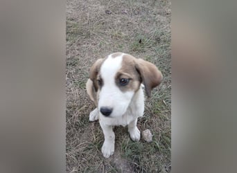 Bezaubernde Loona