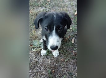 Niedlicher Jack