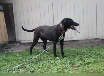 Dina, Jagdhund-Labrador-Mix, geb. 2024, eine aktive und energiegeladene Hündin