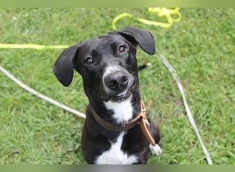 Dina, Jagdhund-Labrador-Mix, geb. 2024, eine aktive und energiegeladene Hündin