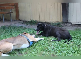 Dina, Jagdhund-Labrador-Mix, geb. 2024, eine aktive und energiegeladene Hündin