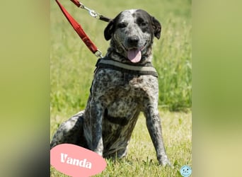 VANDA – ruhig, treu und voller Liebe 