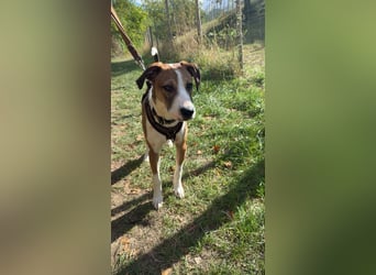 Fredo - Jungrüde sucht seine Für-Immer-Familie