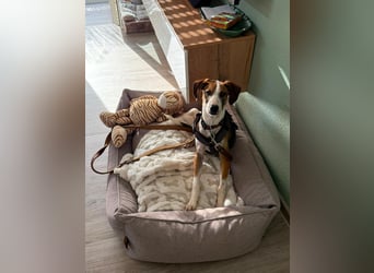 Fredo - Jungrüde sucht seine Für-Immer-Familie