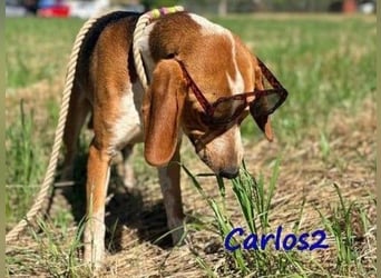 Carlos2 geb. 08/2025 (GRC) - neugieriger und aufgeschlossener Hundejunge!