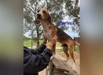 Carlos2 geb. 08/2025 (GRC) - neugieriger und aufgeschlossener Hundejunge!