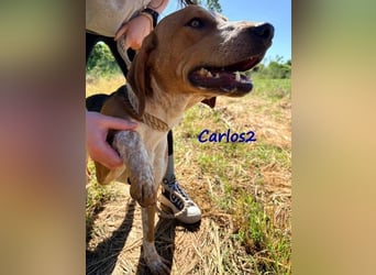Carlos2 geb. 08/2025 (GRC) - neugieriger und aufgeschlossener Hundejunge!
