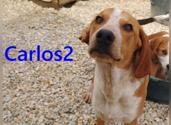 Carlos2 geb. 08/2025 (GRC) - neugieriger und aufgeschlossener Hundejunge!