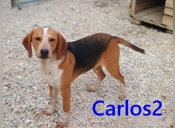 Carlos2 geb. 08/2025 (GRC) - neugieriger und aufgeschlossener Hundejunge!