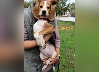 Carlos2 geb. 08/2025 (GRC) - neugieriger und aufgeschlossener Hundejunge!
