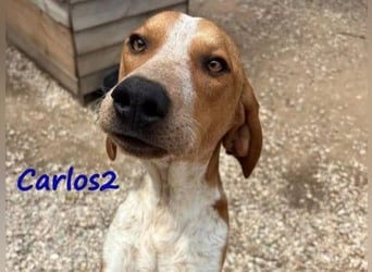 Carlos2 geb. 08/2025 (GRC) - neugieriger und aufgeschlossener Hundejunge!